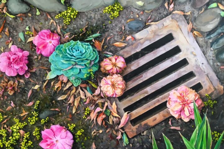 Aeonium and camellia flowers