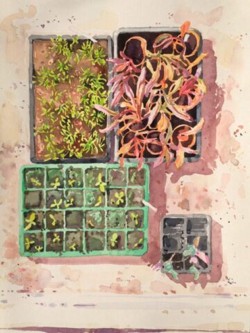 Colourful young plants in the greenhouse, clovelly