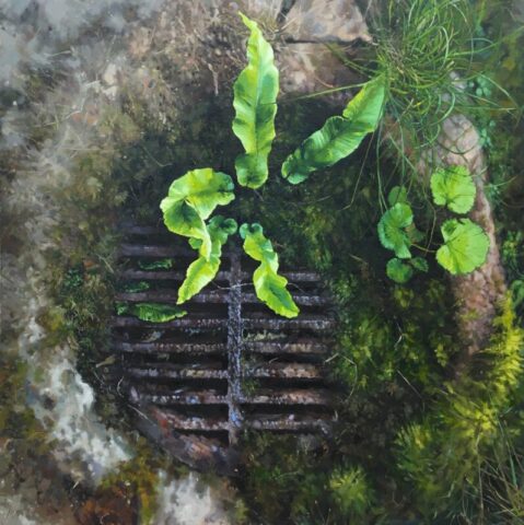 Harts tongue fern in drain