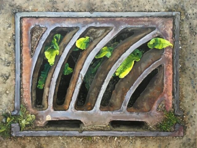 Harts tongue ferns in curving drain