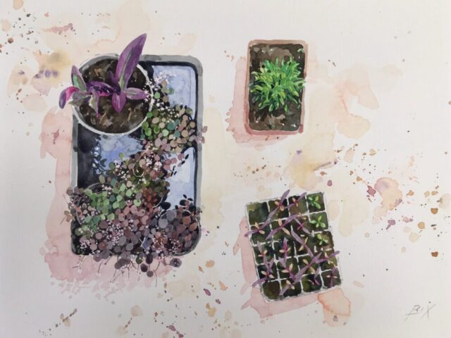 In the cold frame, yeo valley garden