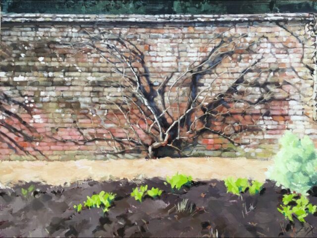 Old espalier tree, west dean garden