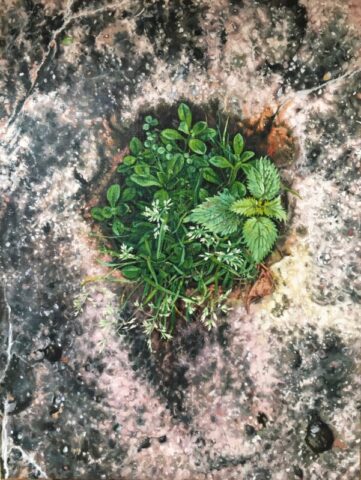 Old post hole with nettle