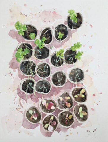 Parsley seedlings in the cold frame
