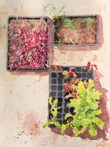 Pink and green young plants in the greenhouse