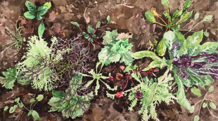 Salad leaves in a bed, botanic garden of wales