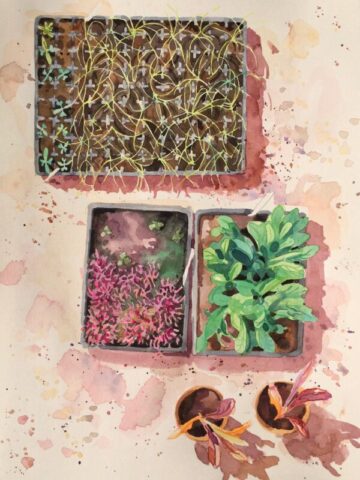 Seed trays in the greenhouse
