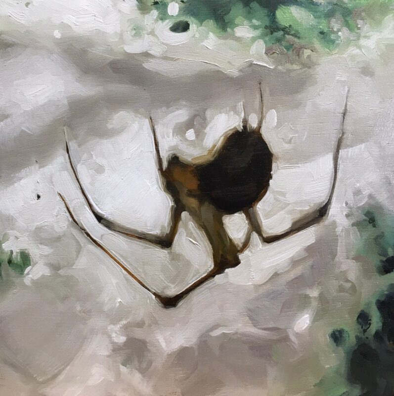 Spider on a mossy wall