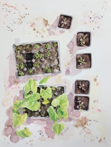 Young beans in the greenhouse, botanic gardens of wales