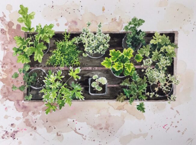Young geranium plants
