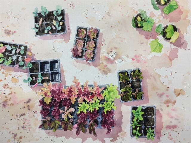 Young lettuces and cabbages in the cold frame