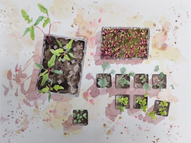 Young plants in the greenhouse, botanic garden of wales