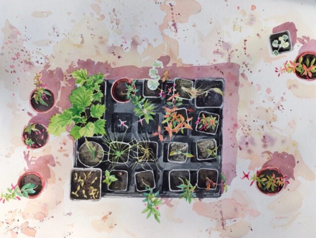 Young plants in the greenhouse, clovelly