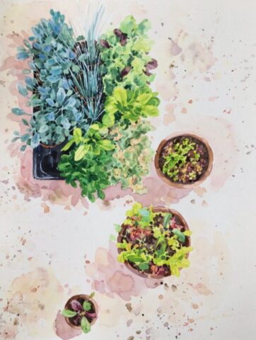 Young salad plants in the greenhouse, cove