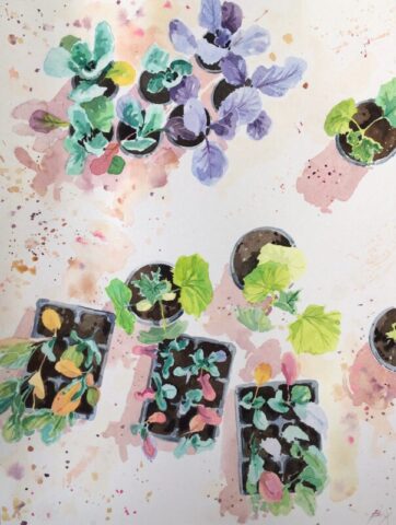 Young vegetables in the cold frame