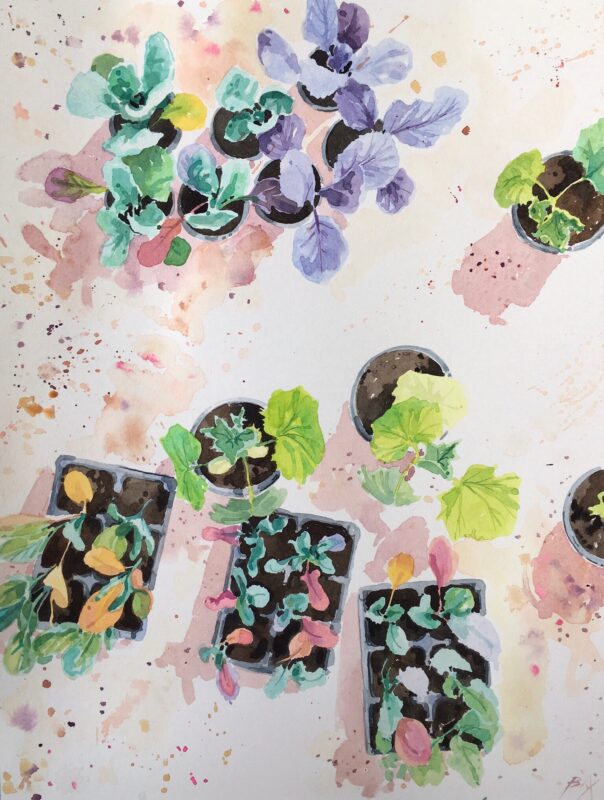Young vegetables in the cold frame